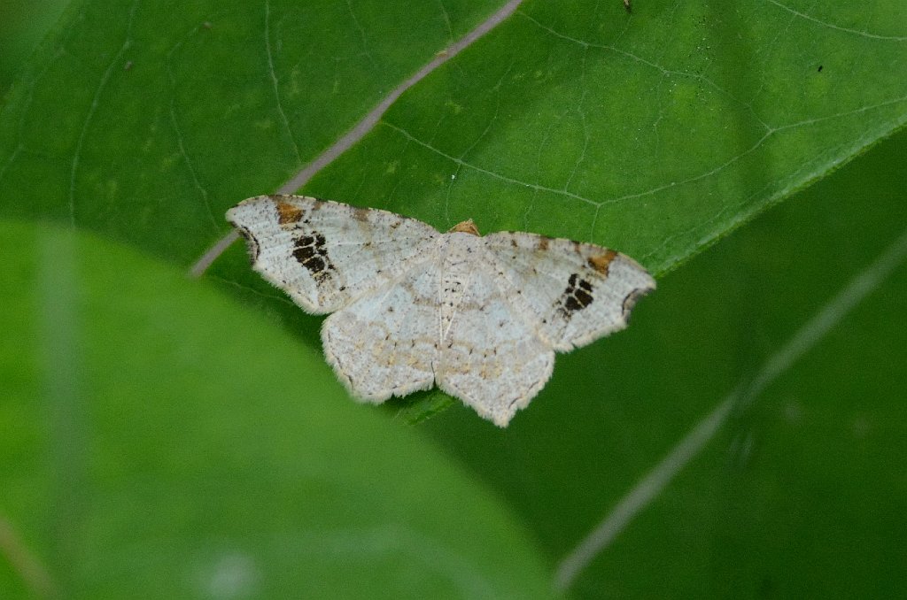 016 2015-07244338 Oxbow NWR, MA.JPG - Common Angle Moth (Macaria aemulataria). Oxbow National Wildlife Refuge, MA, 7-24-2015